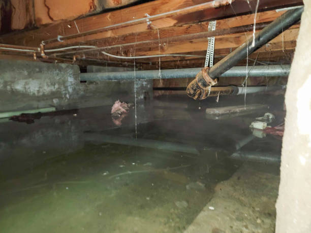 Best Basement water damage restoration  in Lake Lifornia, CA