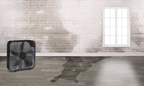 Best Flood damage cleanup  in Lake Lifornia, CA